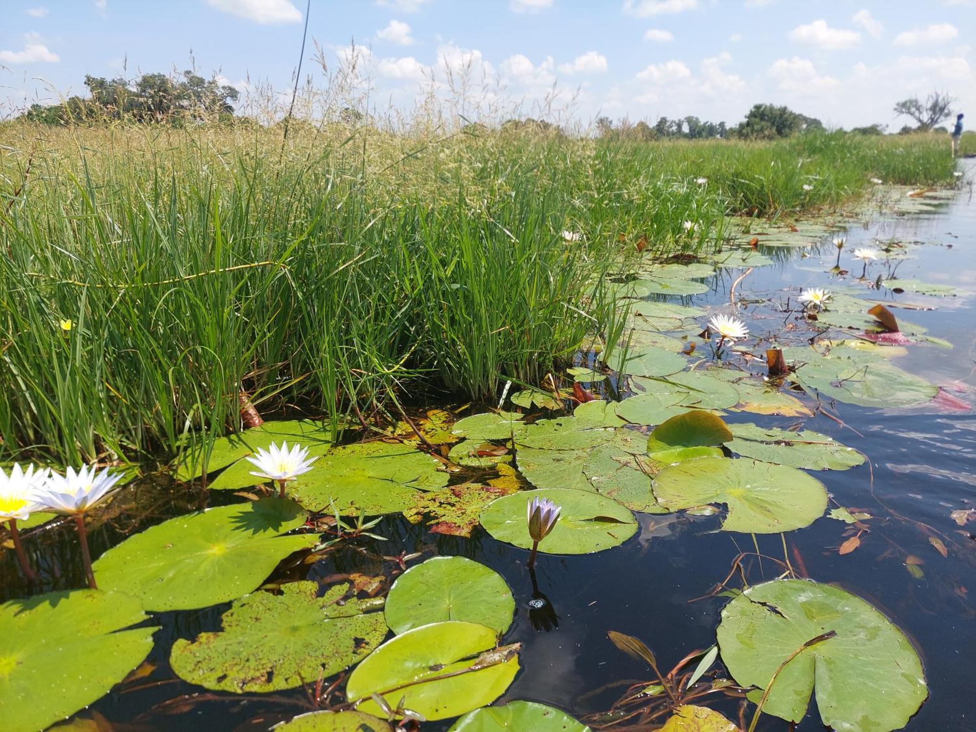 Golentle Home Stay Maun Eksteriør billede